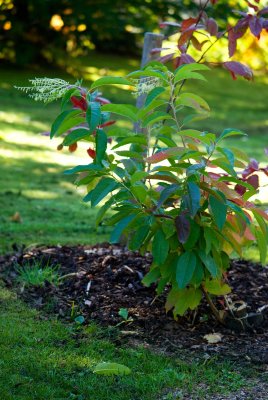 Oxydendron arboreum - kysloun stromový - celek